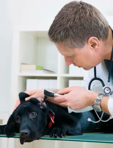 Veterinarian checking a black dog in his practice